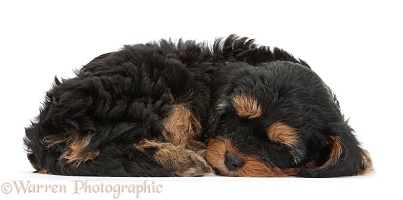 Sleeping black-and-tan Cavapoo pup