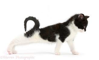Black-and-white kitten stretching