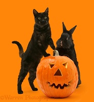 Black cat and black rabbit with Halloween Pumpkin