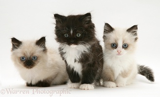Birman-cross Persian kittens