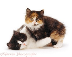 Black-and-white and tortoiseshell kittens playing