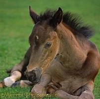 British Show Pony colt foal, dozing