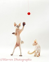 Devon Si-Rex kitten reaching for a toy