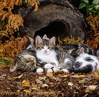 Feral mother cat and kittens