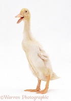 Indian Runner duck, quacking