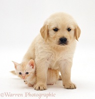 Golden Retriever pup, 6 weeks old, and pale ginger kitten