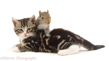 Tabby Kitten and Grey Squirrel