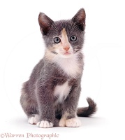 Blue-cream polydactyl kitten