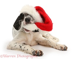 Blue Belton English Setter pup wearing a Santa hat