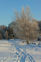 Rime-covered birch tree and snow