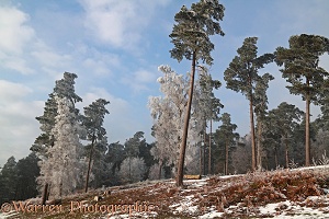Rime-covered pine trees