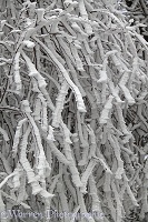 Rime-covered birch twigs
