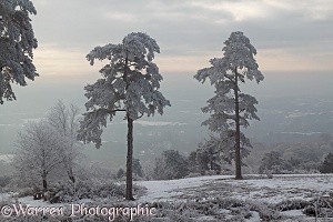 Rime-covered pine trees