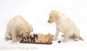 Yellow Labrador Retriever pups playing chess