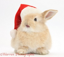 Young Sandy rabbit wearing a Santa hat