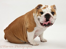 Bulldog sitting, with tongue out
