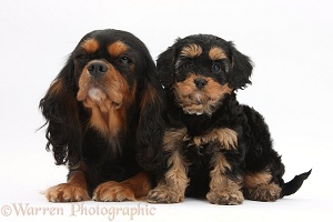Black-and-tan King Charles and Cavapoo pup