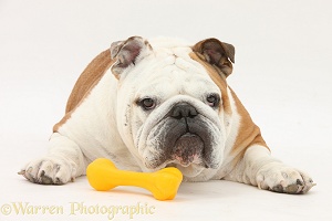 Bulldog with yellow plastic bone chew
