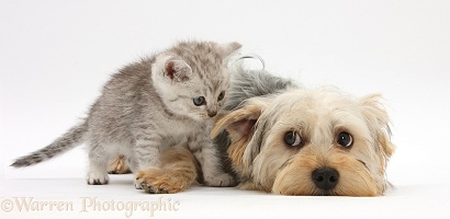 Yorkie and tabby kitten