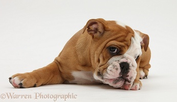 Bulldog pup, 11 weeks old, lying with chin on the floor