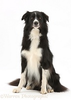 Black-and-white Border Collie dog