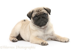 Fawn Pug pup, 8 weeks old, lying with head up