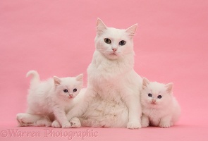 Mother white cat and kittens on pink background