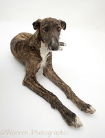 Lurcher dog, lying with head up