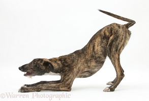 Brindle Lurcher in play-bow