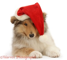 Rough Collie pup wearing a Santa hat