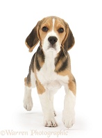 Beagle pup trotting