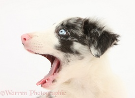 Blue merle Border Collie puppy