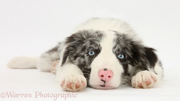 Blue merle Border Collie puppy lying with chin on the floor