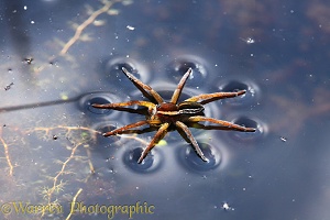 Raft Spider female on water surface