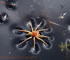 Raft Spider male on water surface