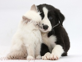 Blue-point kitten and black-and-white Border Collie puppy
