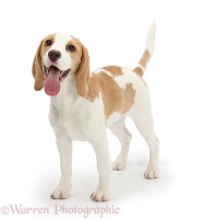 Playful orange-and-white Beagle pup