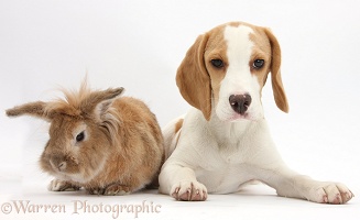 Orange-and-white Beagle pup and rabbit