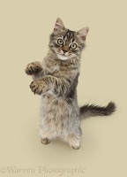 Tabby kitten, with raised paws