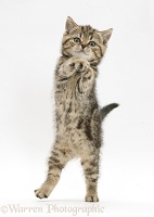 Playful tabby kitten standing up and grasping