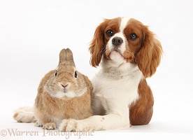 Cavalier bitch and Netherland-cross rabbit