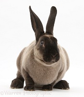 Sooty Rex rabbit
