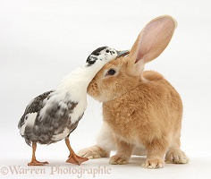 Flemish Giant Rabbit and Call Duck