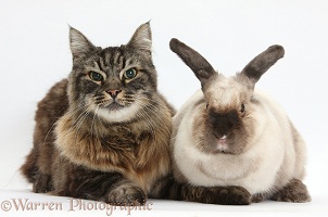 Elderly Tabby Manx-cross cat and rabbit