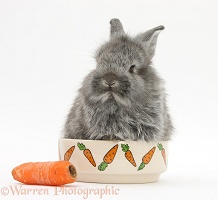 Young Silver Lionhead rabbit in a food bowl with carrot