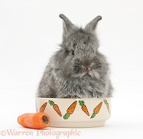 Young Silver Lionhead rabbit in a food bowl with carrot