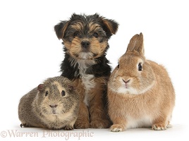 Yorkie pup with rabbit and Guinea pig