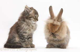 Tabby kitten, 10 weeks old, and young rabbit