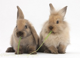 Young sandy rabbits sharing eating grass