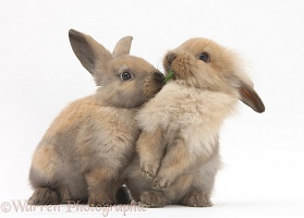 Young sandy rabbits sharing a piece of grass